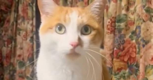 ごはんを食べたい猫→『独特な動き』で…可愛すぎる『アピール方法』に２万いいね「待ちきれない様子がたまらん」「ウキウキで愛らしいｗ」