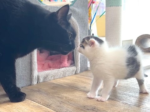 保護子猫が『部屋を探検』した結果→大人の先住猫がそばに来て…思いもよらない『はじめましての光景』に「大物の予感」「マイペース」と反響