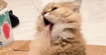 毛づくろいしていた猫→途中で舌がくっついてしまい…『まさかの表情』が80万再生「魂吸われてるみたいｗ」「何回見ても笑ってしまう」と爆笑