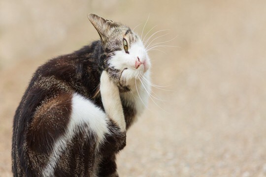 猫の体に『ハゲ』ができるときの原因3つ　病気の可能性から対処法まで解説