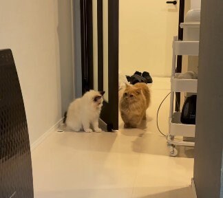 廊下にいる二匹の猫