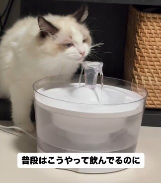 自動給水器で水を飲む猫