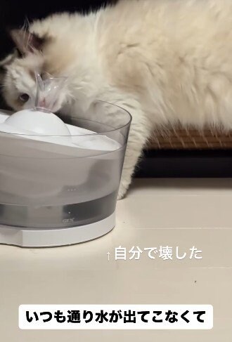 壊れた給水器をチェックする猫