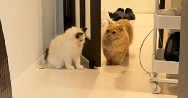 待ち伏せする弟猫→『通りかかった兄猫』を驚かせようとした結果…『まさかの瞬間』が9万再生「笑ってしまうほど可愛い」「阿波踊りｗ」