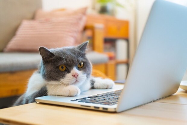 パソコンに向かう猫