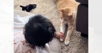 ふと見たら『赤ちゃんとネコ』が…とんでもなく尊い『やり取りの様子』に「可愛すぎる世界」「キュンときた」とほっこりする人が続出