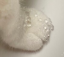 猫の手に付いた、とあるキラキラした物。弾けるような◯◯に「なんか神秘的」「宝石を散りばめたみたい」と14万いいね！