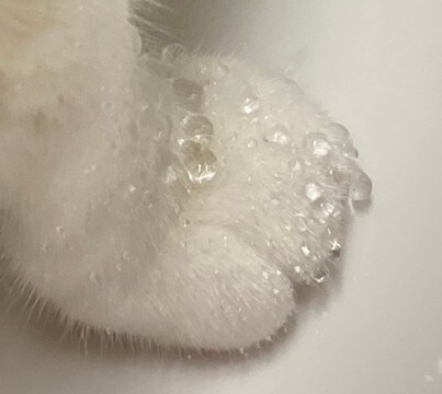 猫の手に付いた、とあるキラキラした物。弾けるような◯◯に「なんか神秘的」「宝石を散りばめたみたい」と14万いいね！
