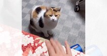 遠慮してなかなかベッドに上がってこなかった三毛猫が、次の瞬間…『たまらない光景』が103万再生「可愛すぎやろ」「プロペラみたいな音ｗ」