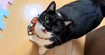 ネコの名前を呼びながらドアを開けた、次の瞬間…たまらなく愛おしい『お返事』に癒される人続出「しゃべってるね」「あー可愛すぎ」と反響