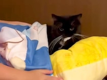 黒白猫のために寝床を作ってあげるお姉ちゃん→なぜか気に入らない様子で…胸キュン必至な『まさかの理由』に反響「特別な愛情」「甘えてるね」