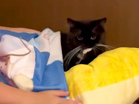 黒白猫のために寝床を作ってあげるお姉ちゃん→なぜか気に入らない様子で…胸キュン必至な『まさかの理由』に反響「特別な愛情」「甘えてるね」