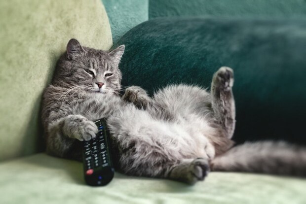 リモコンを触る猫