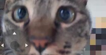 『ペットカメラに気付いた猫』→不思議そうに見つめて…可愛すぎる『表情』に13万いいね「首傾げててたまらん」「破壊力が高い」と悶絶の声