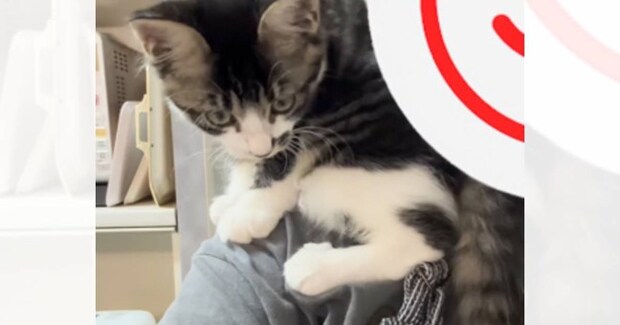 ママが料理をしていると、『甘えん坊な子猫』が鳴いてきて…微笑ましすぎる光景が6万再生「なんて優しいお母さんw」「めっちゃ可愛いw」