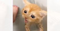 子猫を『初めてのお風呂』に入れた結果…終わった後に見せた『可愛すぎる行動』が497万再生「わかりやすく拗ねてるｗ」「最高に癒された」