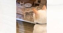 大好きなハムスターが起きるのを『待ち続けていた猫』…まさかの展開が75万再生「たまらないね」「リアルトムとジェリーｗ」と話題に