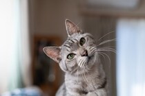 猫が『首をかしげている』ときの理由4選　どんな意味があるの？病気やトラブルのサインも
