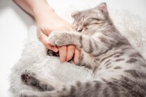 猫が『飼い主の愛を確かめる』ときにする行動5つ　見逃せないサインや絆を深める応え方まで