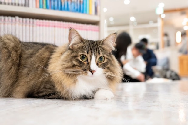 猫カフェの長毛種