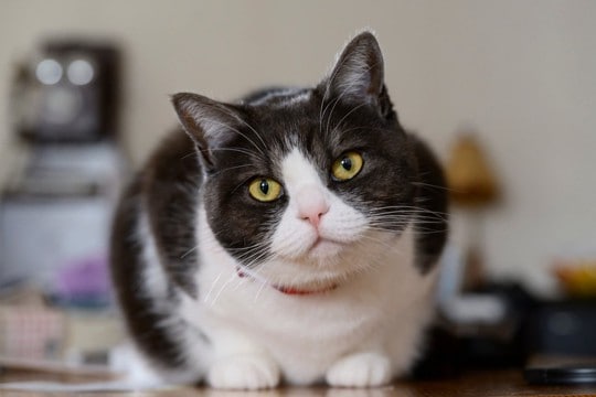 猫が自分のことを『人間』だと思っていそうな行動3つ 愛おしい仕草の理由や考えられる心理