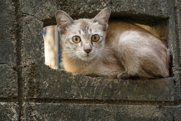 塀の穴に入った猫