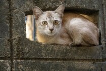 塀の穴に潜んで怯えていた猫が、やさしい男性に出会って幸せをつかむ　米国