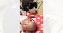 赤ちゃんと初対面した猫→近くでそっと見守っていたら…赤ちゃんの『予想外すぎる行動』に「びっくりしちゃったねｗ」「かわええｗ」と反響