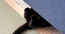 ソファの下を見たら、『黒猫』が…思わず癒される『微笑ましい光景』が17万表示「作業中だね」「しっぽとあんよだけなのに可愛い」と話題