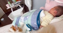 眠っている赤ちゃんのそばで『猫』が…まるで子守をしているかのような『心温まる光景』に癒される人続出「尊すぎる」「可愛くて泣く」と59万表示
