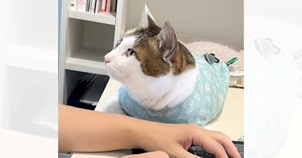 在宅ワーク中のママに『甘えたい猫』…涙が出るほど尊い『可愛すぎる行動』が41万再生「いい意味で仕事が捗らなさそう」「愛おしくて泣ける」