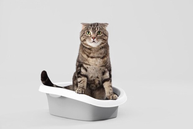 トイレに入る猫