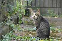 猫が大量の『よだれ』を出しているときの原因6つ　すぐに病院へ行くべき症状や取るべき対処法