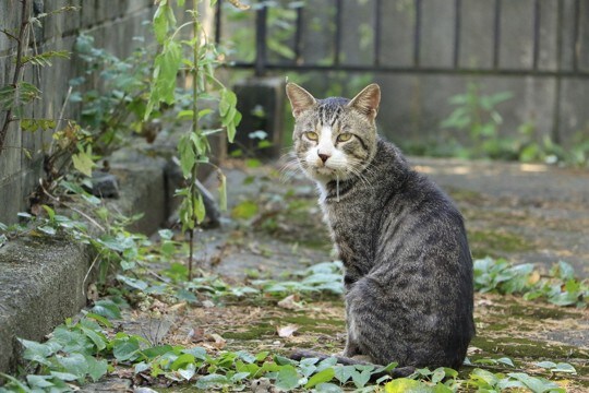 猫が大量の『よだれ』を出しているときの原因6つ　すぐに病院へ行くべき症状や取るべき対処法