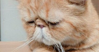 困ったような表情を浮かべていた猫→すぐ後ろには…「笑いが止まらないｗｗ」「絶対後ろ向けないね」まさかの瞬間に３万いいねの反響