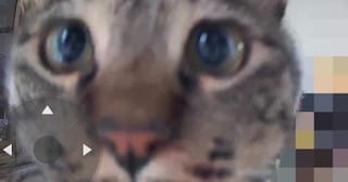 『ペットカメラに気付いた猫』→不思議そうに見つめて…可愛すぎる『表情』に13万いいね「首傾げててたまらん」「破壊力が高い」と悶絶の声