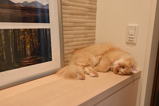 猫が飼い主を『玄関で待っている』ときの心理5つ 帰宅に気付けるのはなぜ?考えられる理由も解説