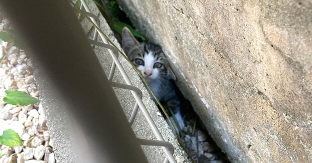 家の裏で『カラスに狙われていた子猫』→勇気ある行動で救出された結果…涙を誘う光景に反響「運命の出会いだね」「幸せになるんだよ」
