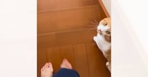 一緒に階段を降りようとする猫に『イタズラ』を仕掛けてみたら…可愛すぎるリアクションが37万再生「大好きなんだね」「視線が愛おしい」