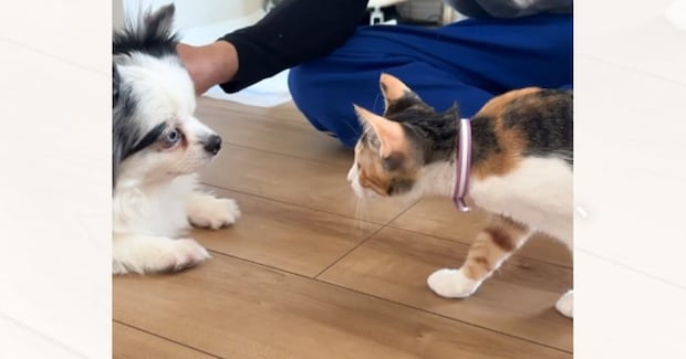 犬と初めて対面した猫→ゆっくりと近づくと…あまりにも素敵な『まさかの行動』が53万再生「尊くて泣けてくる」「優しくて涙」と感動の声