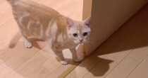 『わっ！』と猫を驚かせてみたら…直後に見せた『予想外のリアクション』が可愛すぎると21万再生「忖度を感じる」「永遠に見れる」