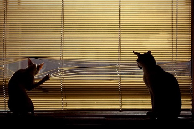 ブラインドから外を見る猫のシルエット