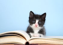 図書館に通ってくる白黒猫が、「非公式職員」兼「マスコット」に　英国