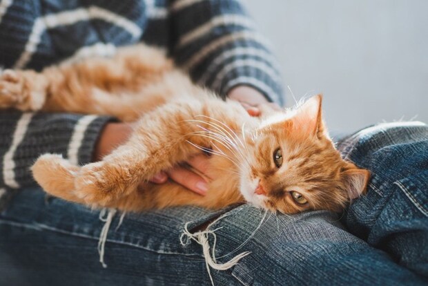 女性の膝の上で甘える茶トラ猫