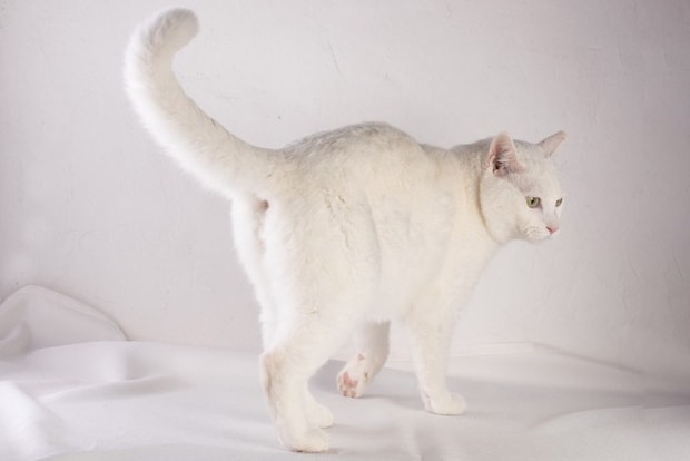 横顔を向ける白猫