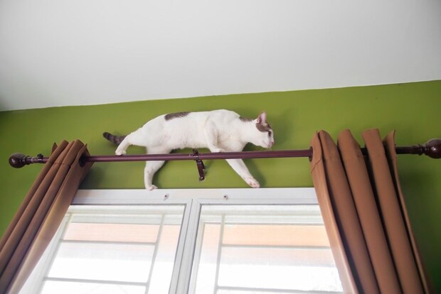 カーテンレールの上を歩く猫