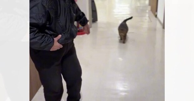 おばあちゃんに『おいで』と呼ばれたネコが、次の瞬間…優しすぎて涙が出る『寄り添い方』が10万再生「癒された」「すごーい」と反響