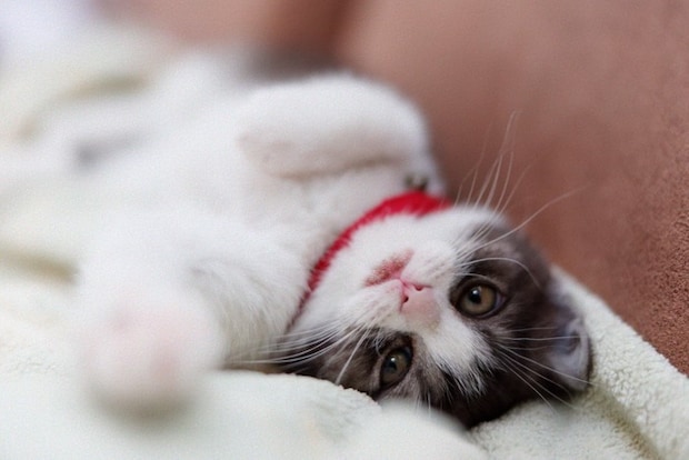 ヘソ天状態の子猫