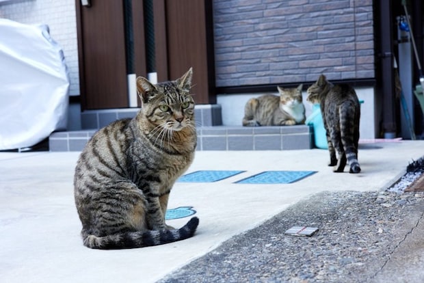 玄関の猫たち