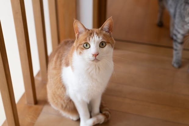 座って見つめる猫